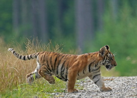 Tiger 07304c Baby