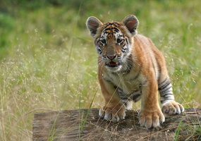 Tiger 07376c Baby