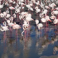 512_02671c_Flamingos.jpg